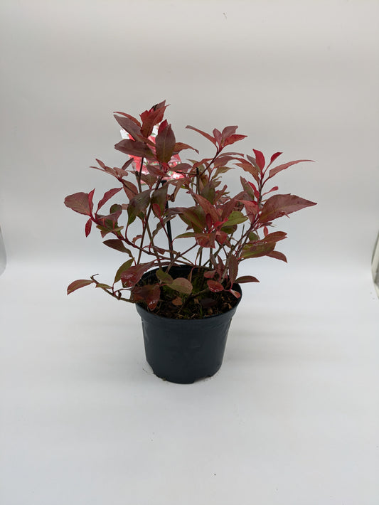 2 L Photinia Little Red Robin