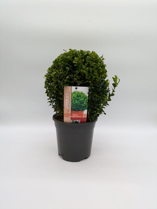 2 L Buxus Sempervirens Ball